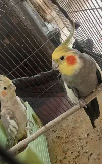 عروس هلندی سوخنگو