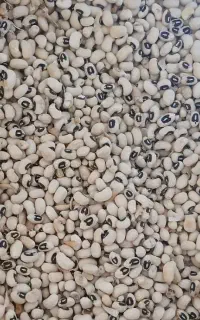 لوبیا چشم بلبلی