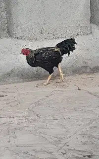 لاری