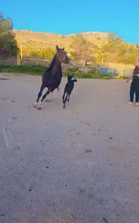 فروش اسب زیبا با کره