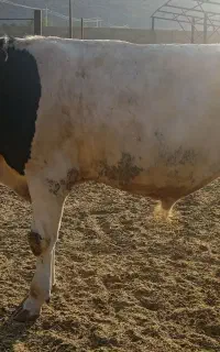 گوساله نر