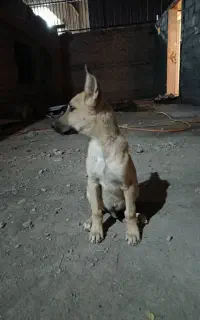 سگ نگهبان