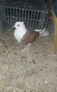 کبوتر ماده