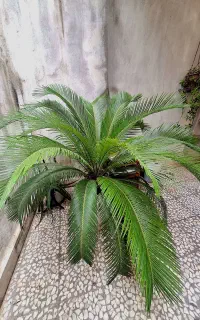 گیاه سیکاس