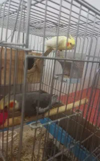 عروس هلندی از ده روزه تا بالغ