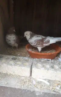 کبوتر