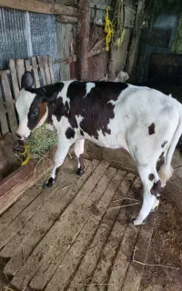 گوساله ماده