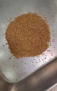 بذر یونجه سیاه رنجر اصلاح شده