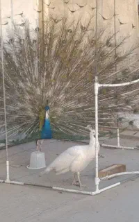 طاووس بالغ هندی