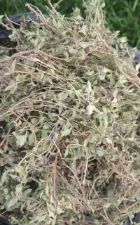 کاکوتی اعلا