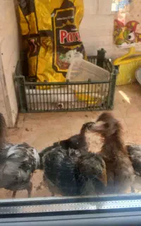 جوجه رسمی گلین و گلپایگانی