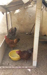 مرغ فروشی تخم گذار