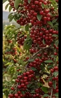البالو گیلاس