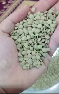 عدس دشت مغان
