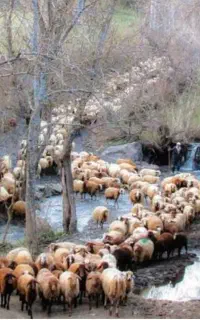 گله برا فروش