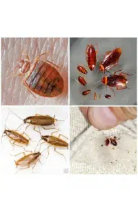 سمپاشی باضمانت کتبی دریک مرحله سم پاشی سوسک وساس
