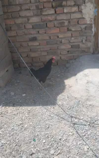 جوجه خروس محلی.