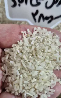 برنج سرگل علی اباد کشت دوم