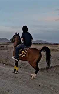 نریان مجلسی