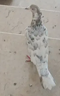 کبوتر سرور