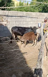 گاو لکی