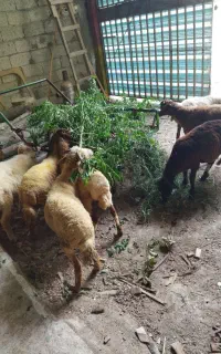 فروش بره نر/ کیلویی ۹۳۰ تومان