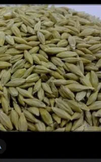 فروش ده تن جو محلی شش پر مخصوص بذر