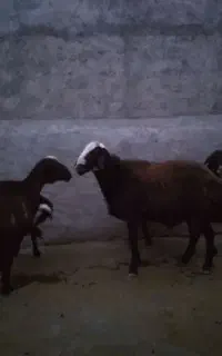 شک قزل وشک ورن