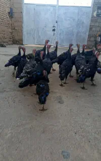 بوقلمون
