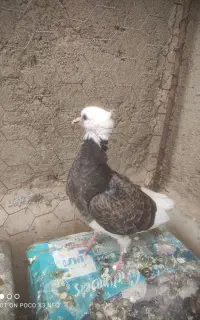 کفتر جوجه شغالی