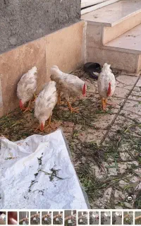 جوجه۵ماهه