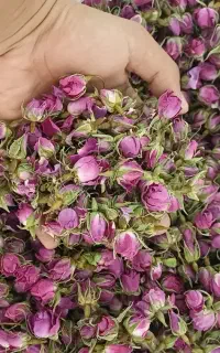 فروش گل محمدی با کیفت بسیار بالا