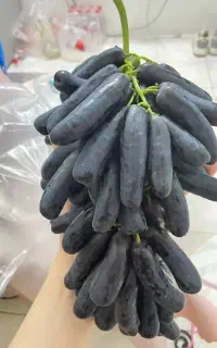 رقم تجاری بازار پسند مناسب برای همه مناطق