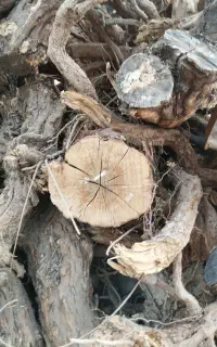 چوب انار و پالونیا