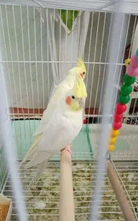 یک جفت عروس هلندی