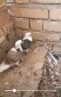 کفتردوکت