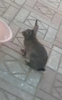 خرگوش