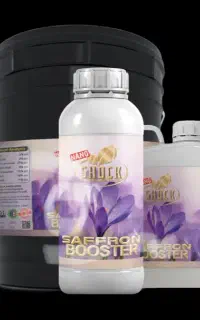 کود مخصوص زعفران معجزه کننده گل پیاز زعفران