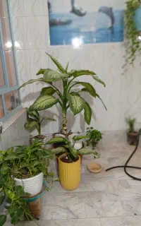 معاوضه گل