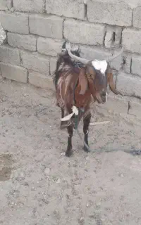 بزقاله دورگه