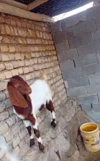 بزغاله  پاکستانی نرو ماده چناران
