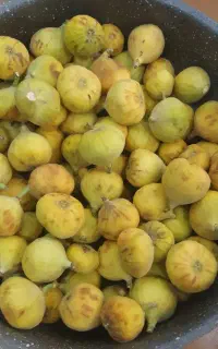 انجیرتازه گرمسار