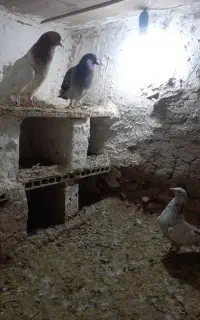 کبوتر