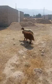 دوعدد