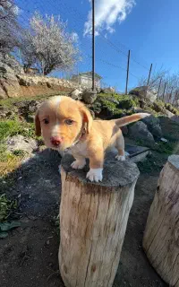 فروش سگ شیتزو تریر