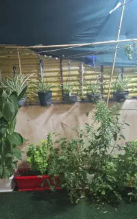 گلهای زیبا . گل و گیاه