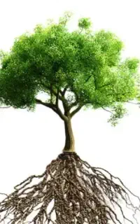 خدمات مهندسی گیاهان اپارتمانی و فضای سبز و باغات