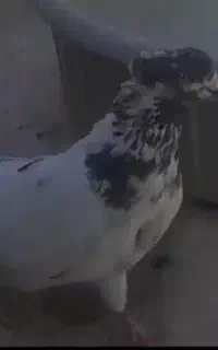 سردم سبزنر