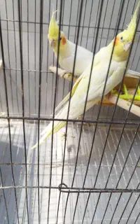 جفت عروس هلندی با ی جوجه
