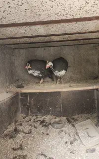 مرغ شاخدار